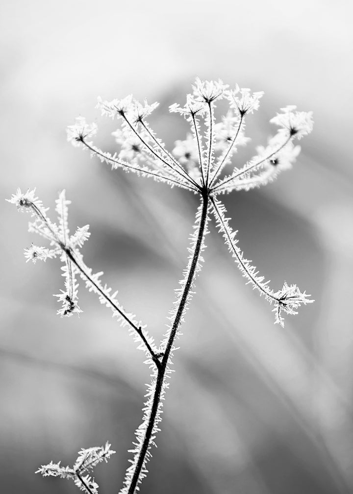 Canvastavla - Hoarfrost