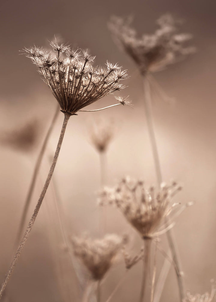 Canvastavla - Boho flower