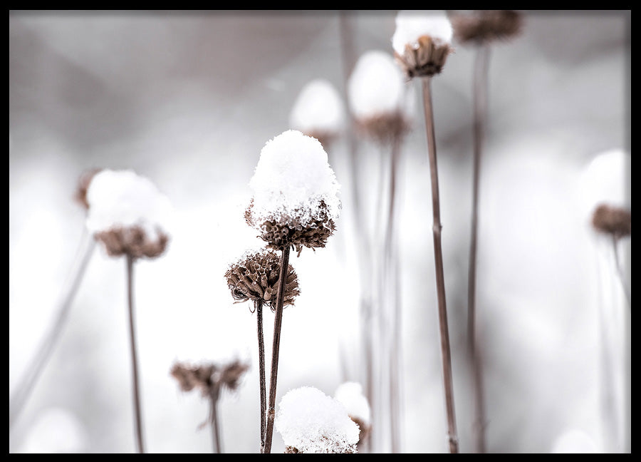 Poster - Dandelions and Snow