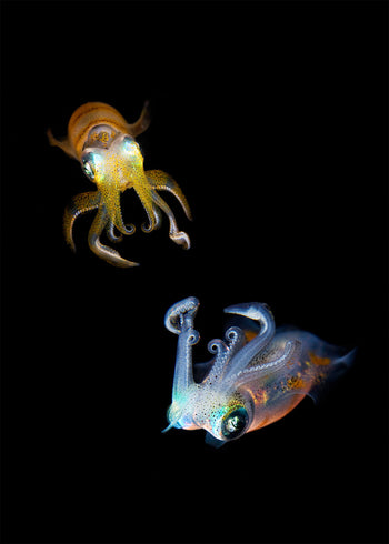 Canvastavla - Jellyfish