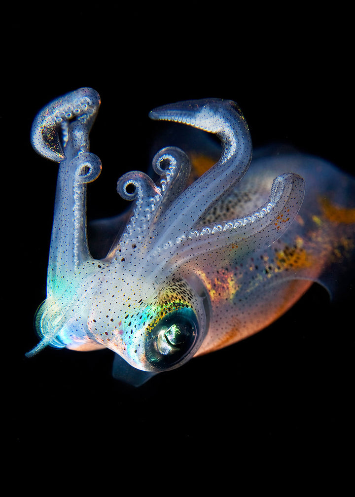 Ljuddämpande tavla - Svart - Jellyfish