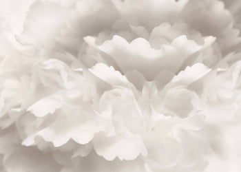 Canvastavla - Peony Magda