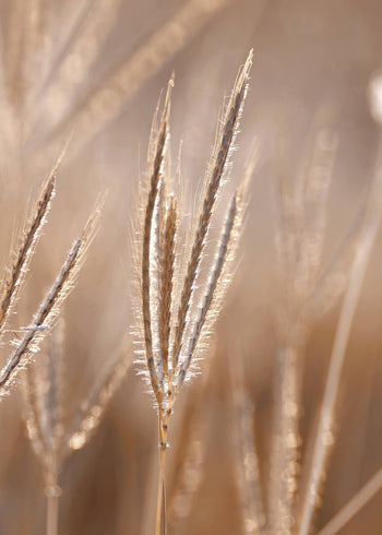 Canvastavla - Grass in Light