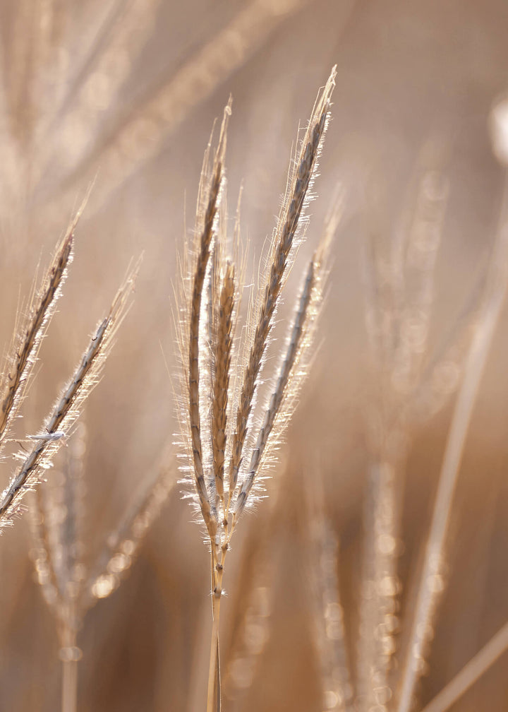 Canvastavla - Grass in Light