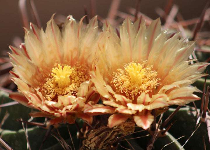Canvastavla - Ferocactus