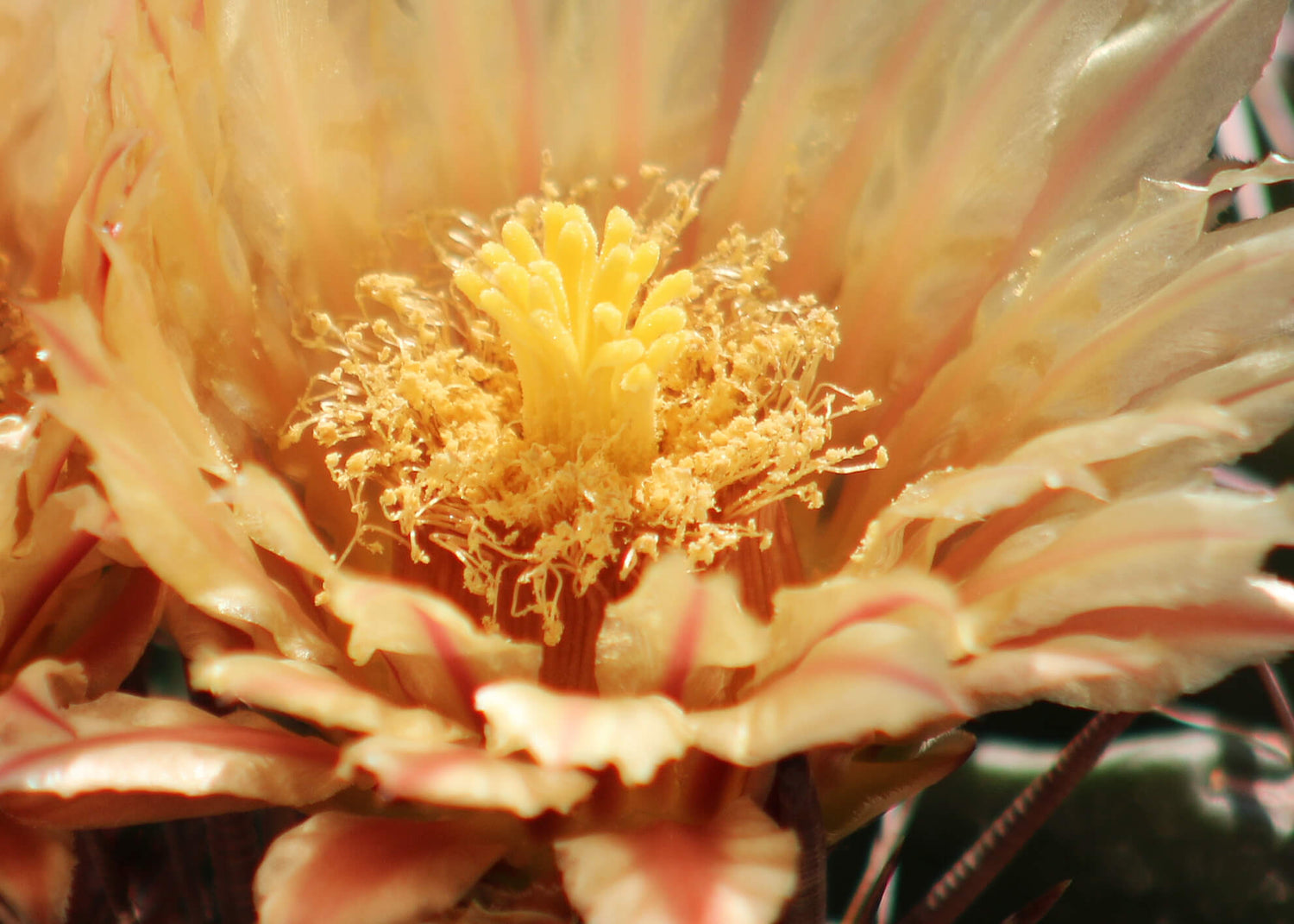 Canvastavla - Ferocactus