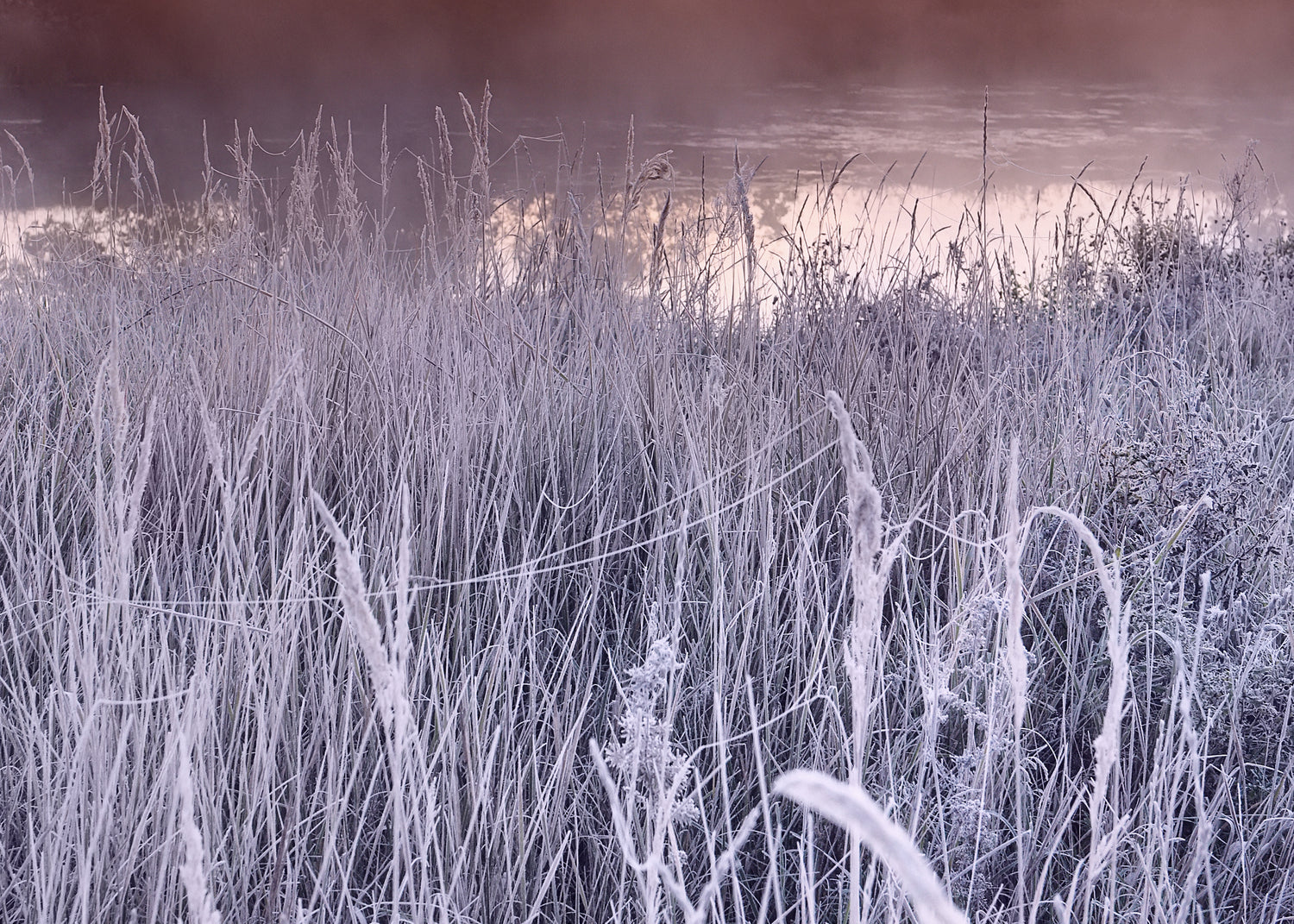 Canvastavla - Frost Glow