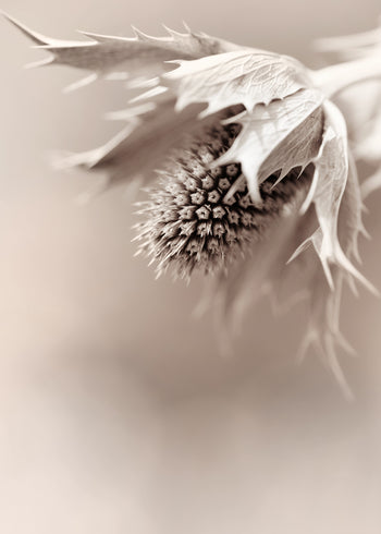 Ljuddämpande tavla - Eryngium