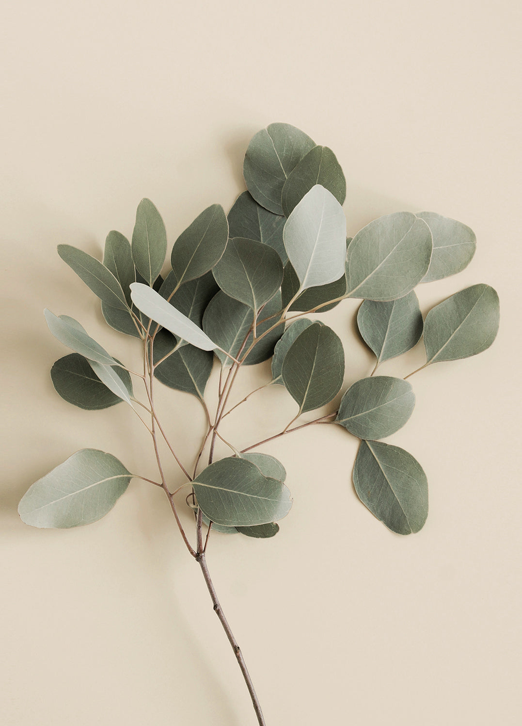 Ljuddämpande tavla - Eucalyptus Branches