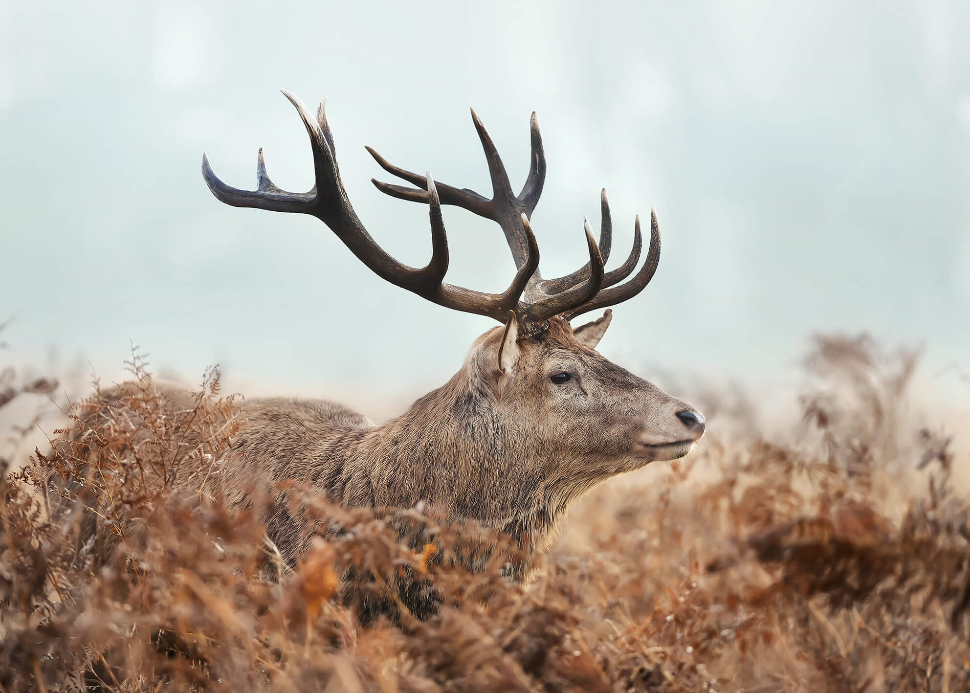 Ljuddämpande tavla - Red Deer
