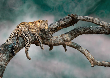 Canvastavla - Leopard