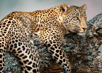 Canvastavla - Leopard
