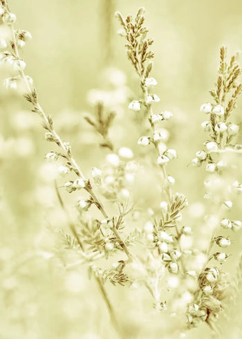 Canvastavla - Wild Meadow Grass