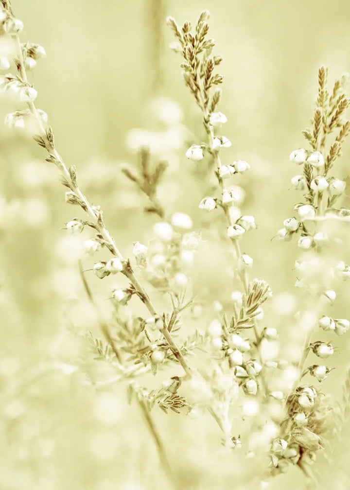 Canvastavla - Wild Meadow Grass
