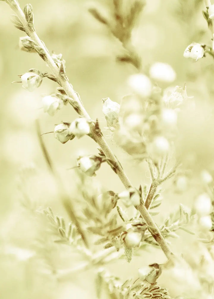Canvastavla - Wild Meadow Grass