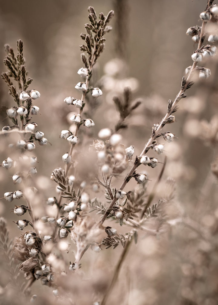 Canvastavla - First Sign of Spring