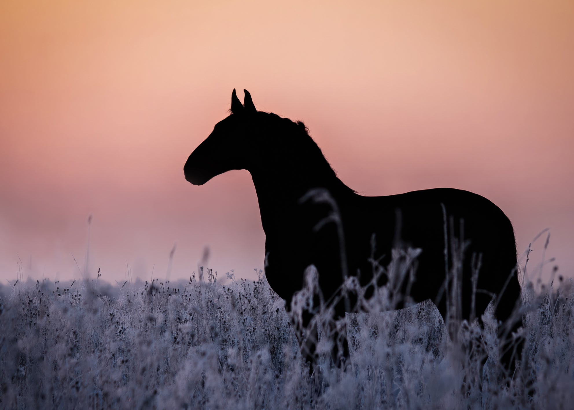 Canvastavla - Sunset Gallop