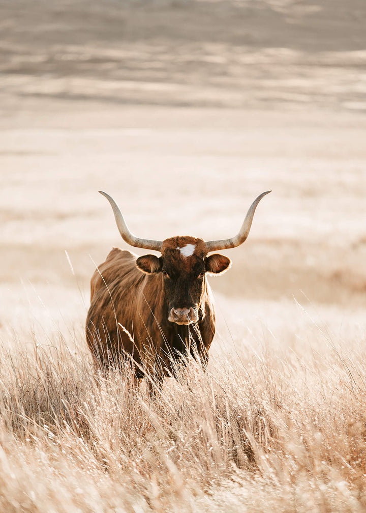Canvastavla - Longhorn