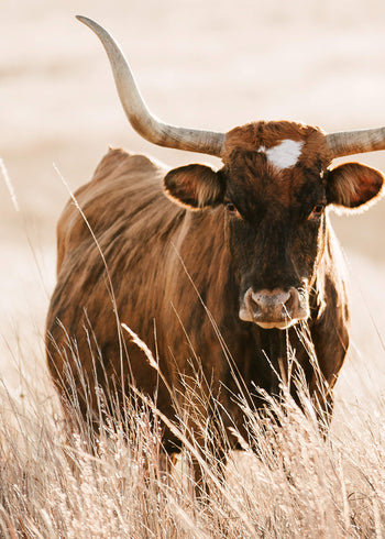 Canvastavla - Longhorn