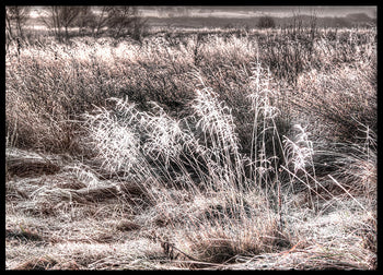 Poster - Winter Field