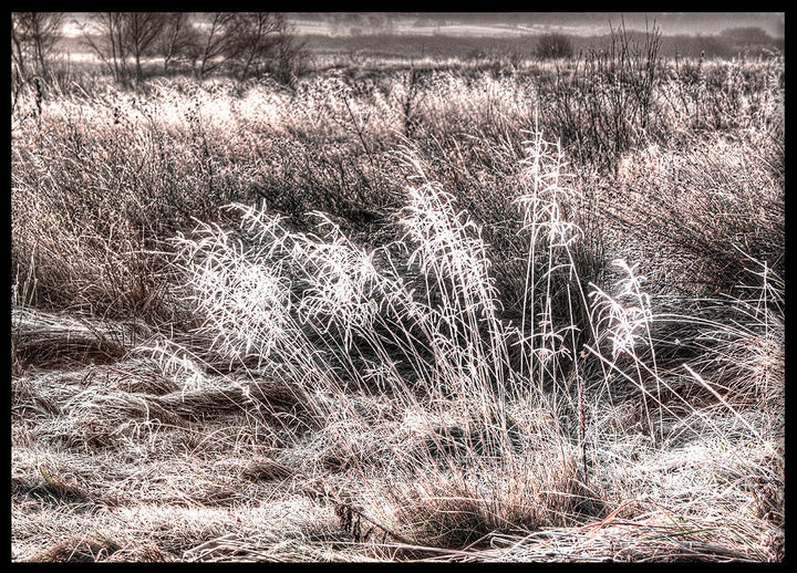 Poster - Winter Field