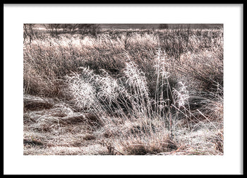 Poster - Winter Field