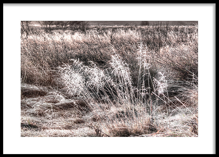Poster - Winter Field