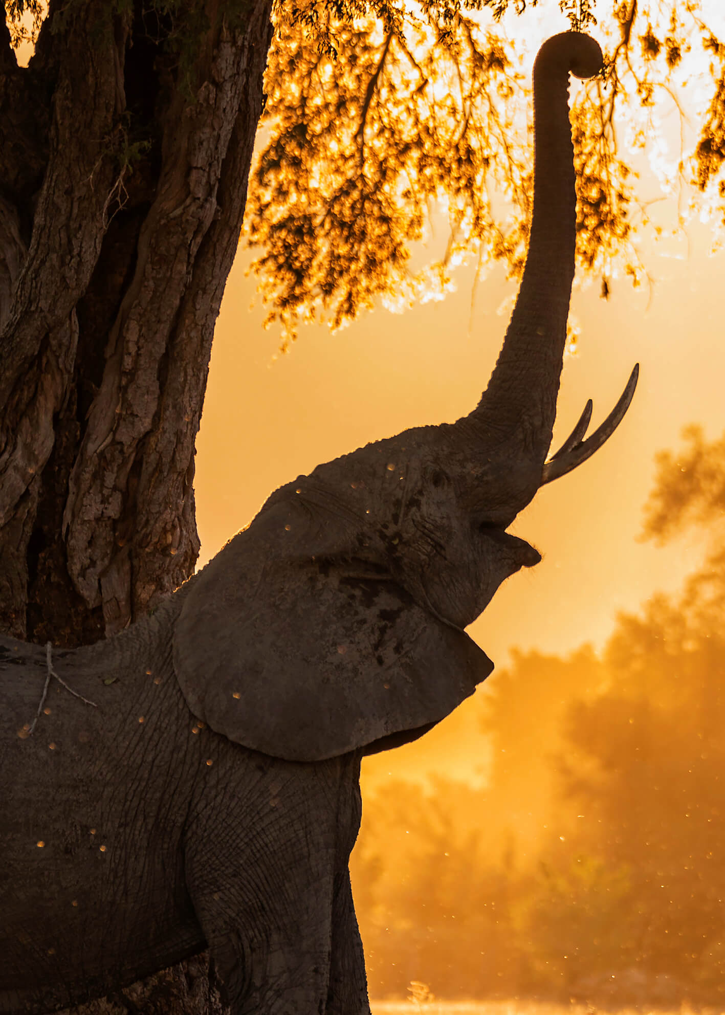 Canvastavla - Elephant landscape