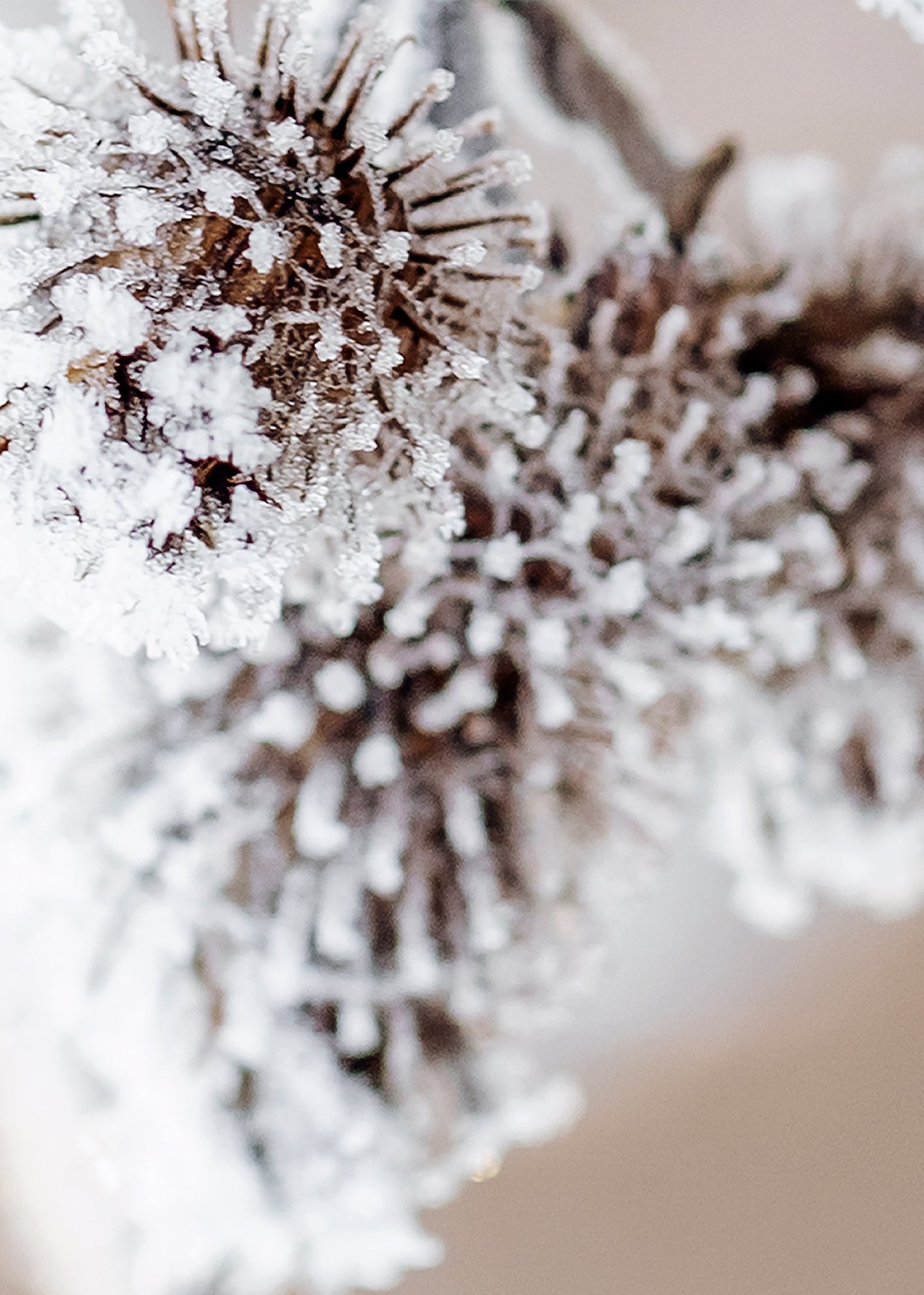 Canvastavla - Frosty Shrub