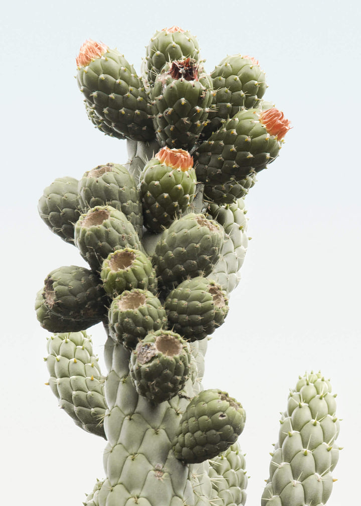 Canvastavla - Desert  Cactus
