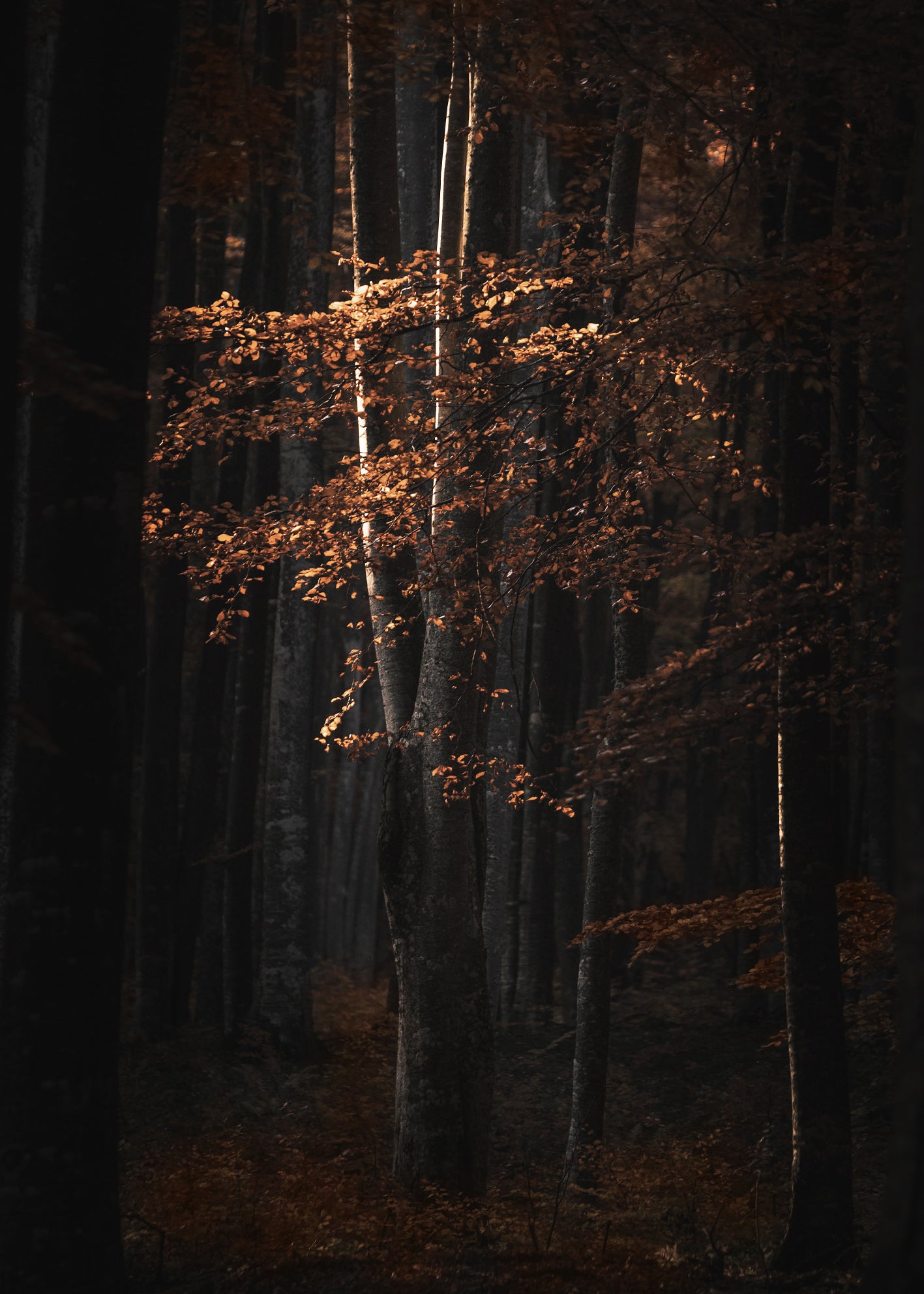 Canvastavla - Golden Tree