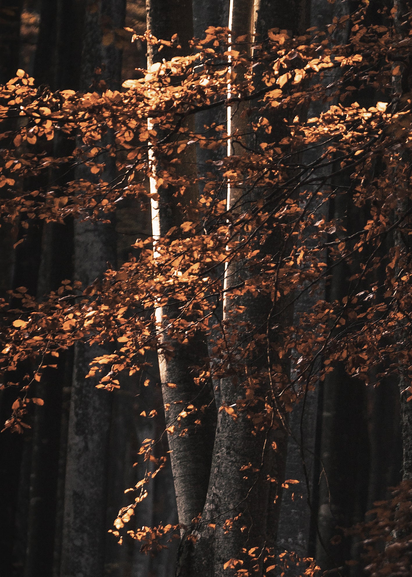 Canvastavla - Golden Tree