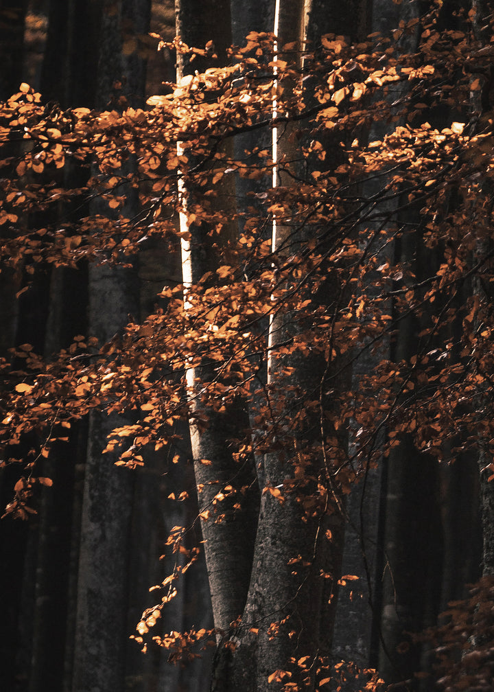 Canvastavla - Golden Tree