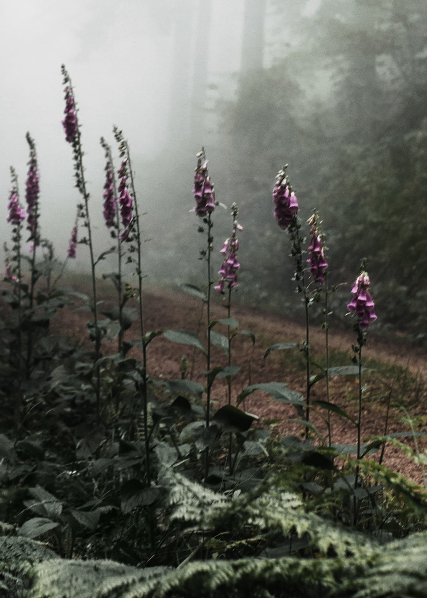 Canvastavla - The Forest Path
