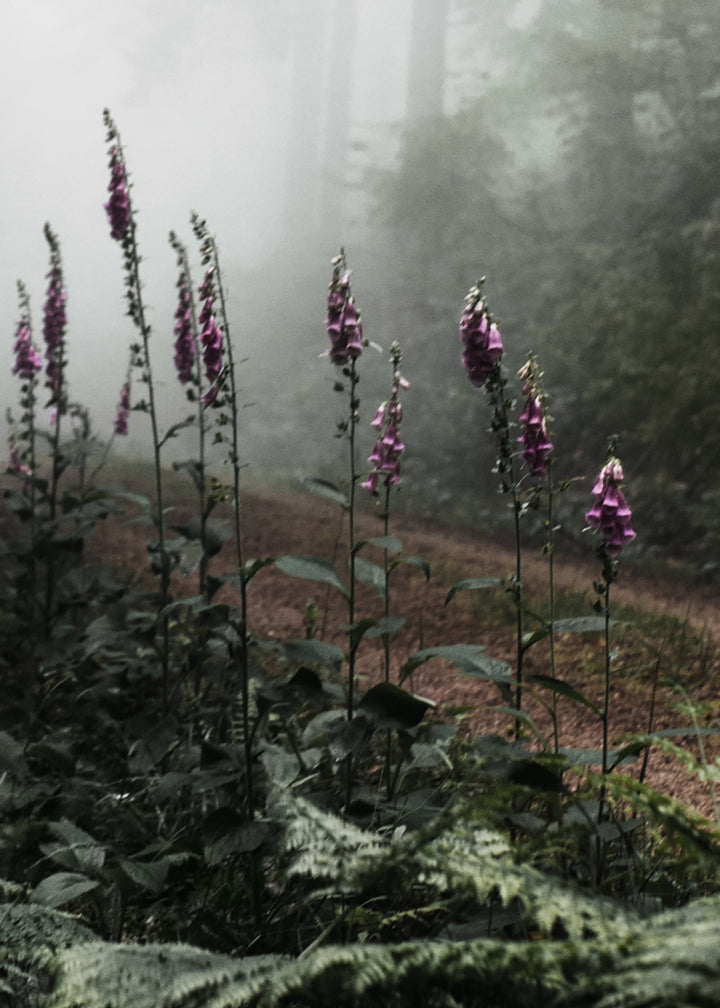 Canvastavla - The Forest Path