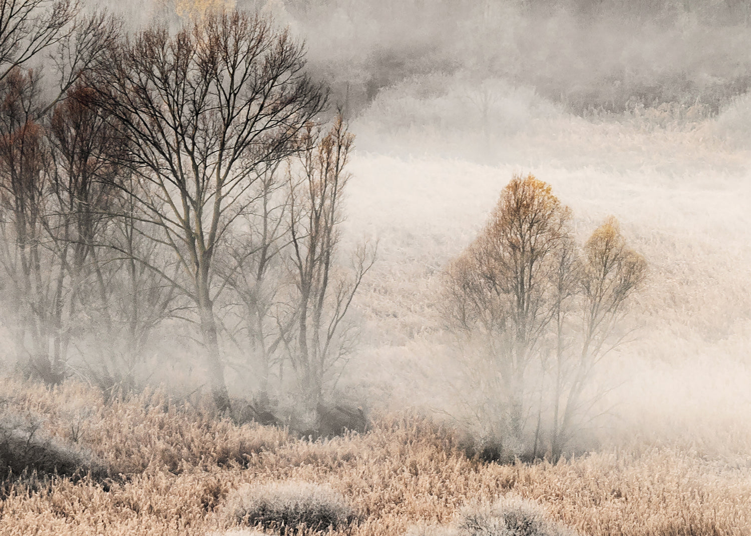 Canvastavla - Misty Grove
