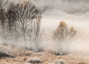 Canvastavla - Misty Grove