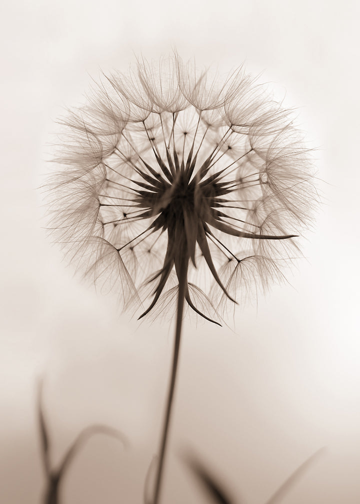 Canvastavla - Downy Tufts