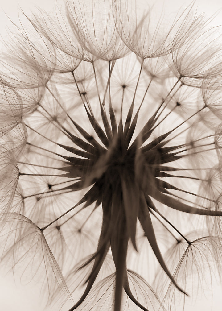 Canvastavla - Downy Tufts