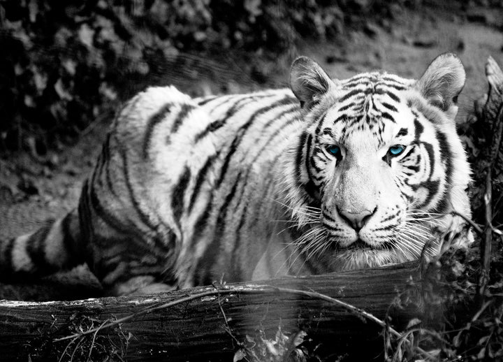 Canvastavla - White Tiger