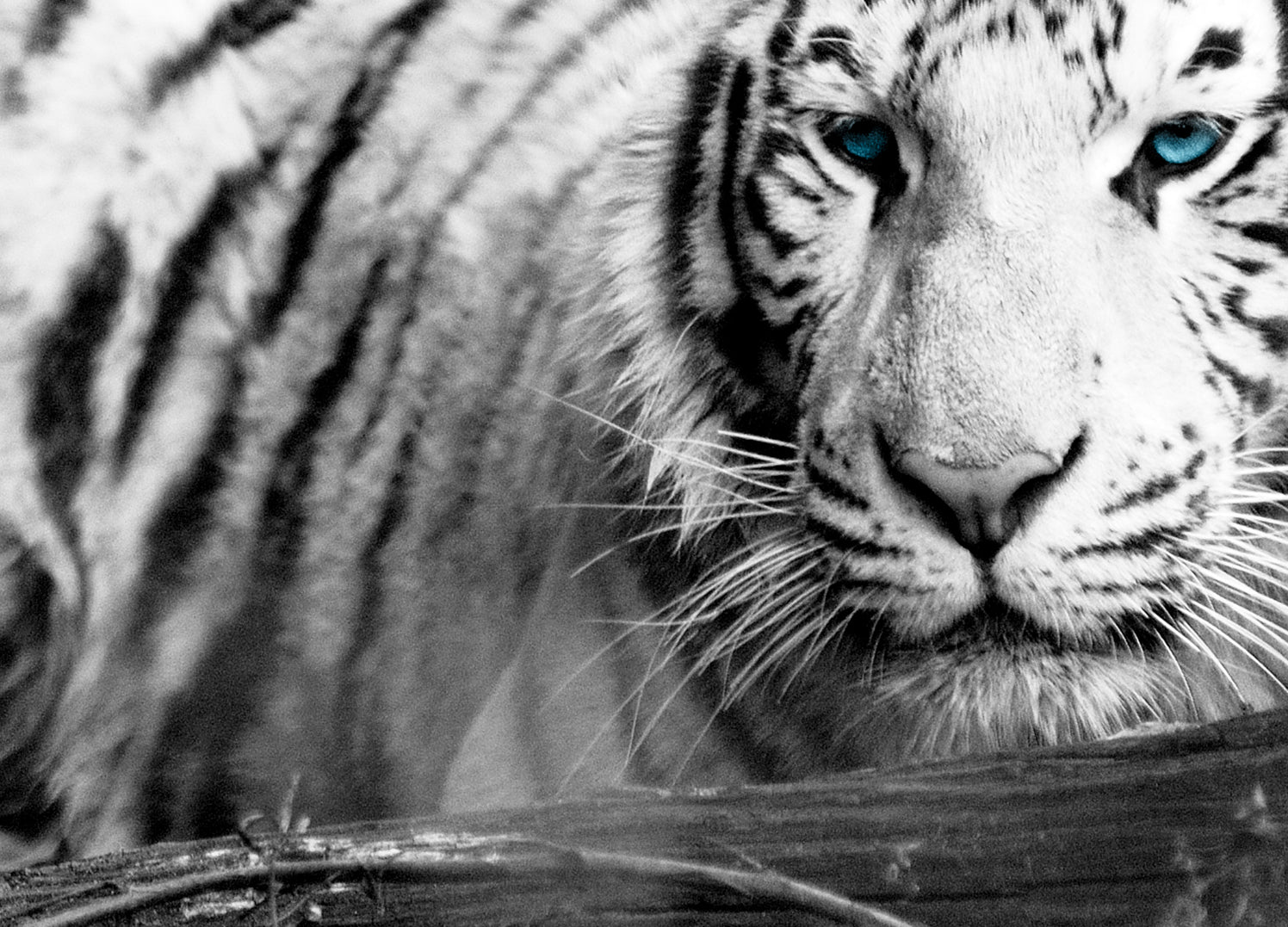 Canvastavla - White Tiger