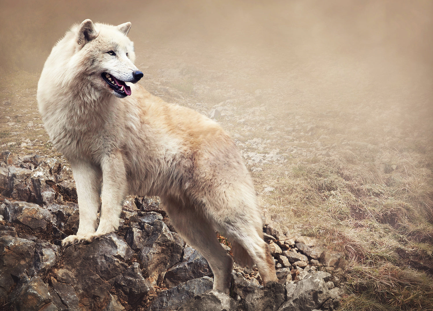 Canvastavla - Wolf
