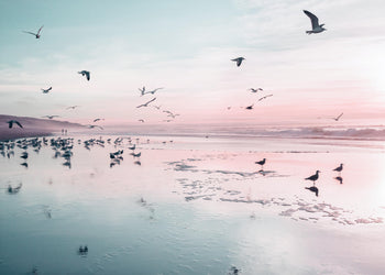 Canvastavla - Birds and pink sunset