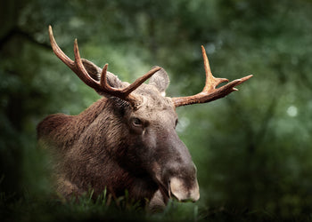 Canvastavla - Elk Haven