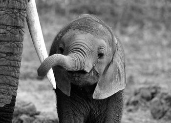 Canvastavla - Baby Elephant