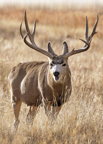 Canvastavla - Antler