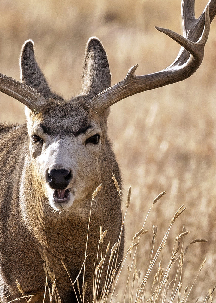 Canvastavla - Antler