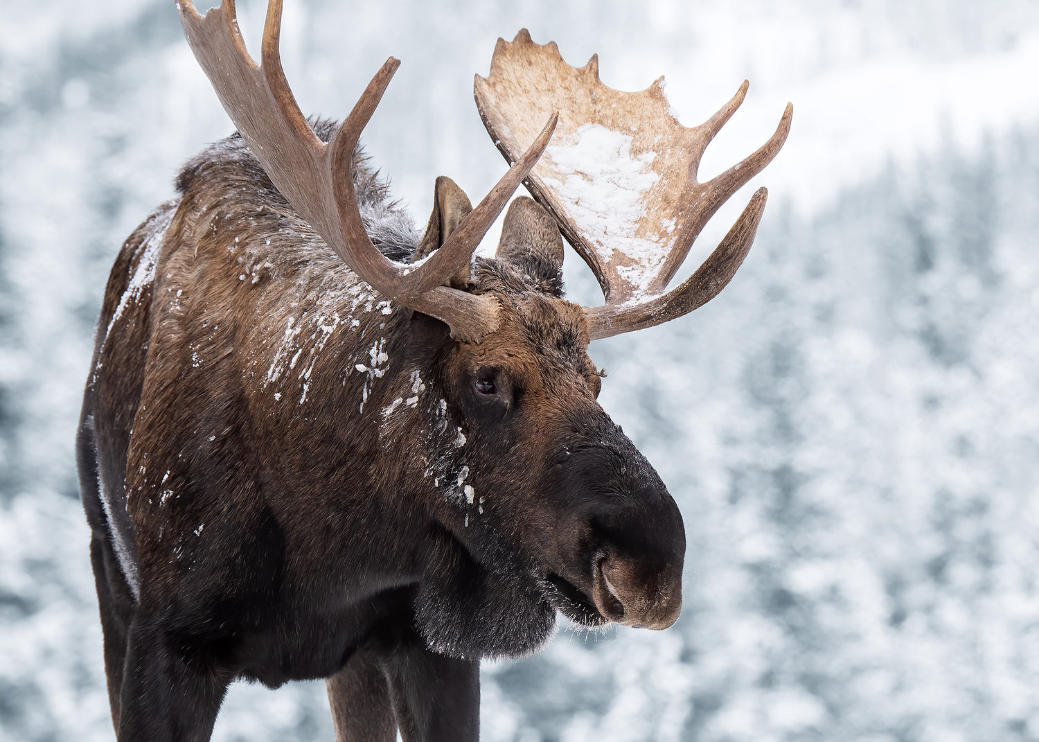 Canvastavla - Moose in Snow