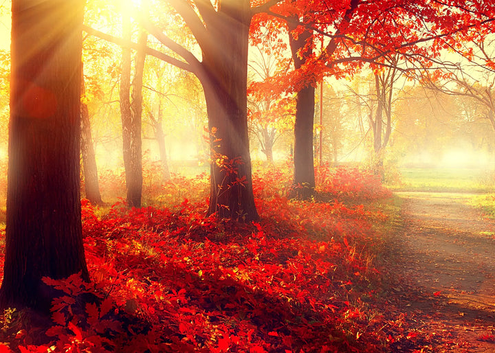 Canvastavla - Autumn morning