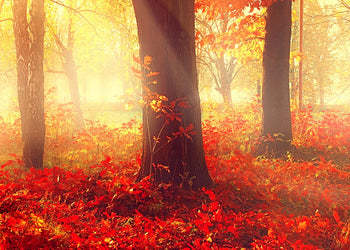 Canvastavla - Autumn morning